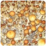 Псилоцибиновые (галлюциногенные) грибы Psilocybin "Golden Teacher" в Кунгуре Псилоцибиновые (галлюциногенные) грибы Psilocybin "Golden Teacher" в Кунгуре