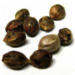 Семена марихуаны АК-47 (Seeds AK-47) в Кунгуре Семена марихуаны АК-47 (Seeds AK-47) в Кунгуре